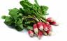 Radish: French Breakfast