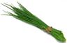 Chive