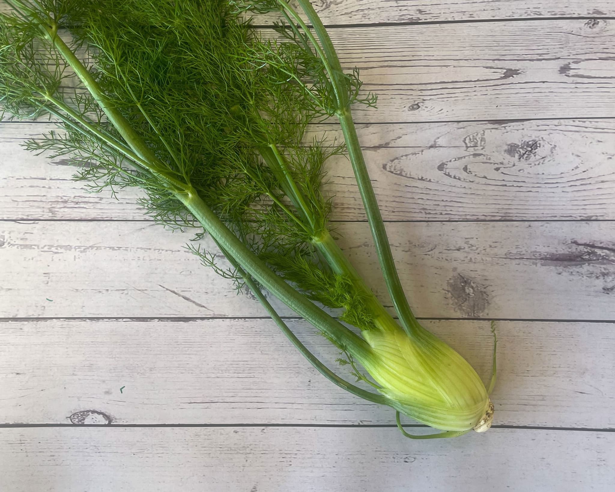 Fennel 🇬🇧